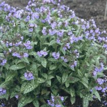 «Рой Дэвидсон» (Pulmonaria longifolia ‘Roy Davidson’)