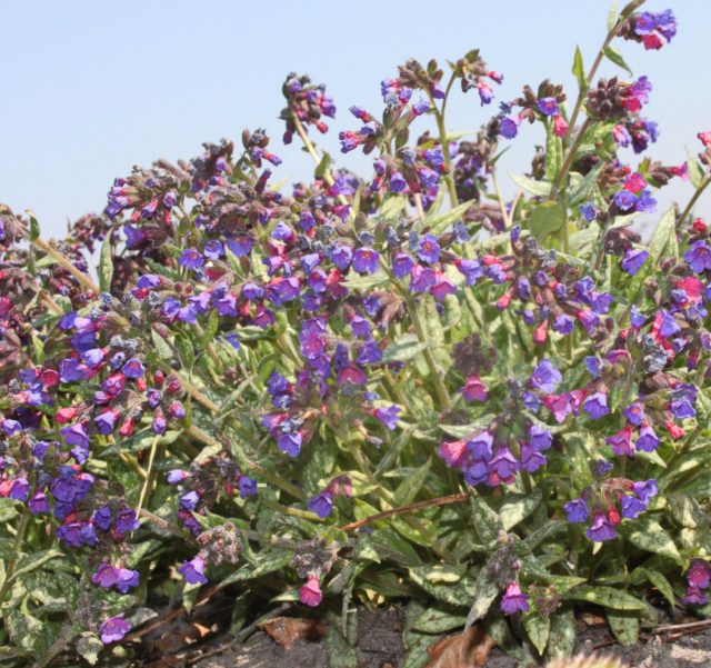 Медуница валовидная «Марджери Фиш» (Pulmonaria vallarsae ‘Margery Fish’)