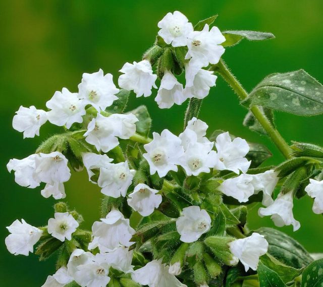 «Сиссингхерст Уайт» (Pulmonaria officinalis ‘Sissnghurst White’) - редкий сорт с чисто-белыми цветками