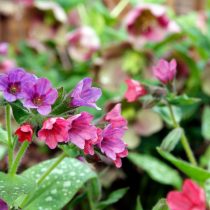 «Бетс Пинк» (Pulmonaria angustifolia ‘Beth’s Pink’)