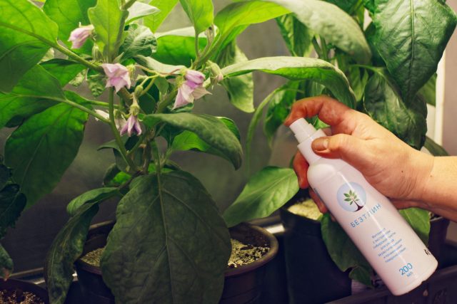 Свежесть, как в хвойном лесу: фитонциды в основе БЕЗТЛИН Фитомист мягко очищают почву и воздух вокруг растения. Это не удобрение и не пестицид, а деликатная гигиена экосистемы без лишней нагрузки.