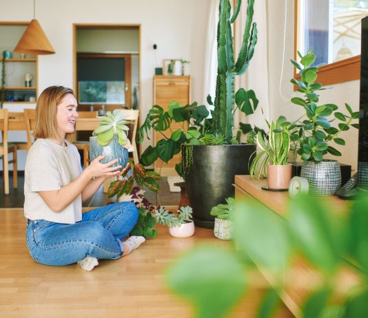 Микроэкология уюта: как чистота земли в цветочном горшке меняет атмосферу всего дома