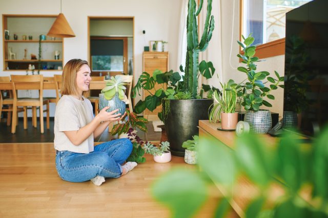 Микроэкология уюта: как чистота земли в цветочном горшке меняет атмосферу всего дома