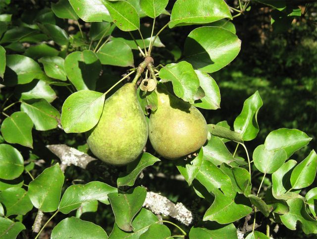 Москвичка — надёжная осенняя груша с ярким ароматом, кисло-сладким вкусом и плотной полумаслянистой мякотью. Сорт ценят за скороплодность, устойчивость к парше и плодовой гнили, а также за позднее цветение без риска заморозков. Москвичка — надёжная осенняя груша с ярким ароматом, кисло-сладким вкусом и плотной полумаслянистой мякотью. Сорт ценят за скороплодность, устойчивость к парше и плодовой гнили, а также за позднее цветение без риска заморозков.