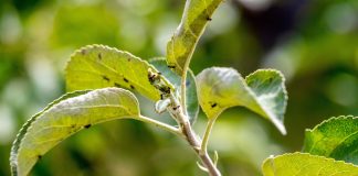 Муравьи на деревьях: как остановить главных союзников тли без химии