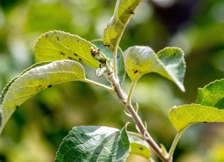 Муравьи на деревьях: как остановить главных союзников тли без химии