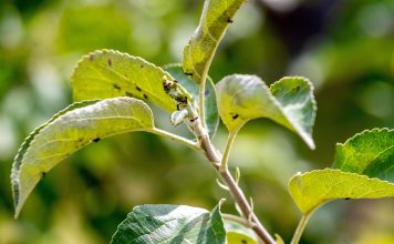 Муравьи на деревьях: как остановить главных союзников тли без химии