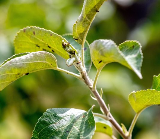 Муравьи на деревьях: как остановить главных союзников тли без химии