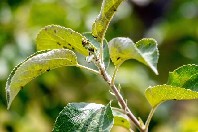 Муравьи на деревьях: как остановить главных союзников тли без химии