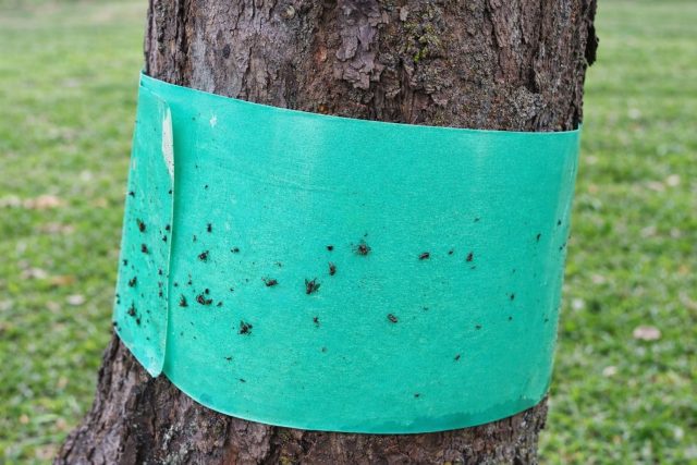 Ловчий пояс «Капкан» — простой и эффективный механический барьер против муравьёв и других вредителей, поднимающихся по штамбу. Плотно закреплённая лента перехватывает насекомых на пути в крону, защищая дерево без химии и не мешая опылителям.