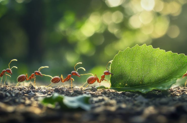 Муравьи в приподнятой грядке, как избавиться от насекомых