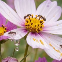 Муравьи также могут помочь распространить пыльцу и семена