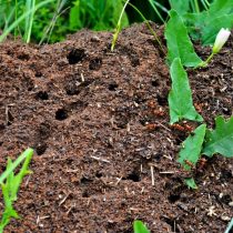 Естественная аэрация почвы муравьиными туннелями