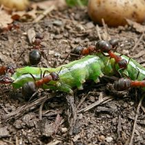 Уничтожение гусеницы-вредителя муравьями