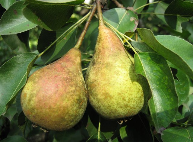 Кокинская — любимый многими раннеосенний сорт с нежной тающей мякотью, сладким вкусом и лёгкими медовыми нотками. Плоды не самые эффектные внешне, зато дерево урожайное, скороплодное и достаточно морозостойкое. Кокинская — любимый многими раннеосенний сорт с нежной тающей мякотью, сладким вкусом и лёгкими медовыми нотками. Плоды не самые эффектные внешне, зато дерево урожайное, скороплодное и достаточно морозостойкое.