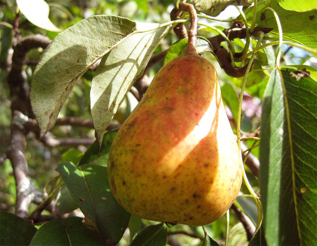 Нарядная Ефимова — осенний сорт с эффектными плодами, покрытыми ярким малиново-красным румянцем. Мякоть у груши нежная и сочная, вкус кисло-сладкий, с лёгкой терпкостью, которая особенно хороша в варенье и заготовках. Нарядная Ефимова — осенний сорт с эффектными плодами, покрытыми ярким малиново-красным румянцем. Мякоть у груши нежная и сочная, вкус кисло-сладкий, с лёгкой терпкостью, которая особенно хороша в варенье и заготовках.