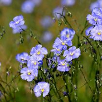 Лён декоративный (Linum grandiflorum)