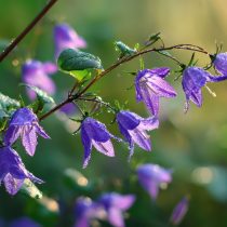 Колокольчик