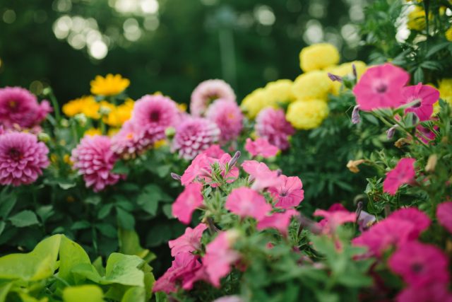 Самосев – это не отказ от ухода, а другой вид участия. Меньше посева, меньше рассады, меньше принудительного планирования – но больше наблюдения