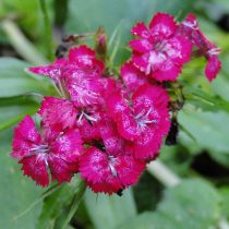 Герань садовая