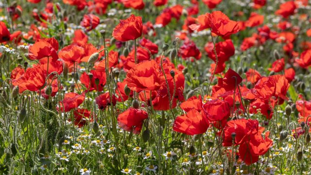 Мак самосейка (Papaver rhoeas)