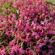 «Никки Роуз» (Nicotiana sanderae ‘Nicki Rose’)