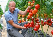 Обзор продуктивных сортов и гибридов овощей для нового сезона