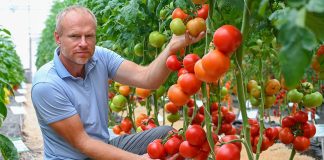 Обзор продуктивных сортов и гибридов овощей для нового сезона - Сад и огород Обзор продуктивных сортов и гибридов овощей для нового сезона