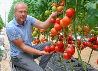 Обзор продуктивных сортов и гибридов овощей для нового сезона