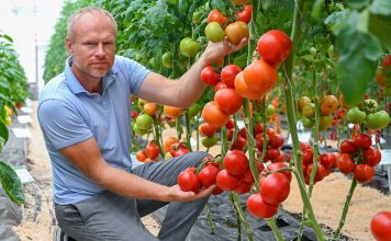 Обзор продуктивных сортов и гибридов овощей для нового сезона