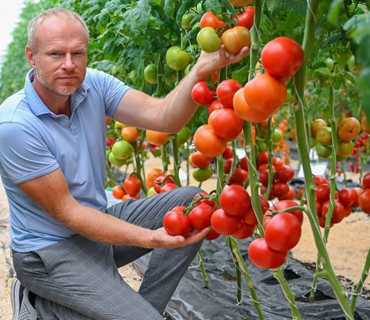 Обзор продуктивных сортов и гибридов овощей для нового сезона