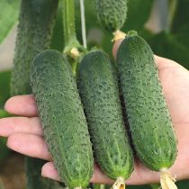 Огурец Форсаж F1