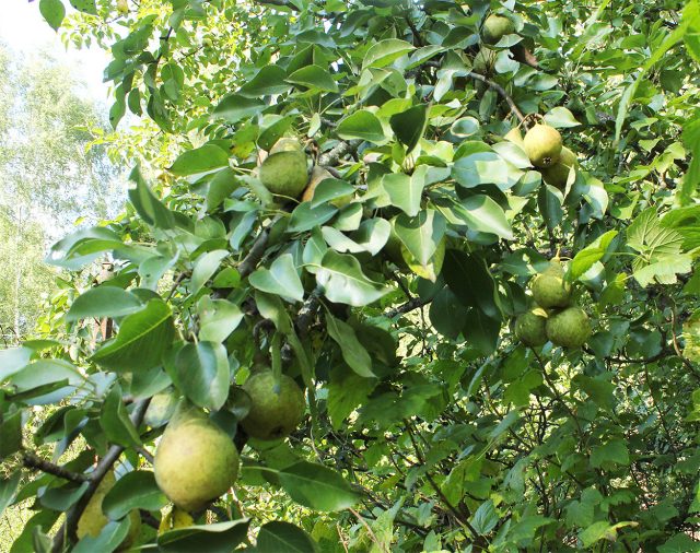 Орловская летняя — крупноплодный летний сорт с сочными сладкими грушами и нежной полумаслянистой мякотью. Урожайный и скороплодный, но дерево высокое, а в суровые малоснежные зимы может заметно подмерзать. Орловская летняя — крупноплодный летний сорт с сочными сладкими грушами и нежной полумаслянистой мякотью. Урожайный и скороплодный, но дерево высокое, а в суровые малоснежные зимы может заметно подмерзать.