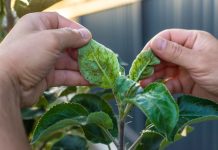 Откуда берётся тля в саду и как от неё избавиться?