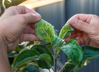 Откуда берётся тля в саду и как от неё избавиться?