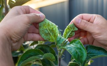 Откуда берётся тля в саду и как от неё избавиться?