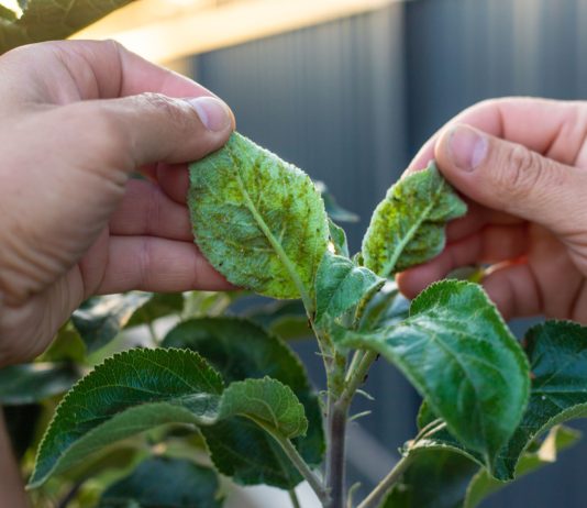 Откуда берётся тля в саду и как от неё избавиться?