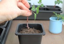 Почему черенки не укореняются и как повысить их приживаемость?