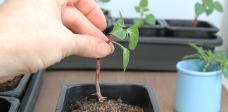 Почему черенки не укореняются и как повысить их приживаемость?