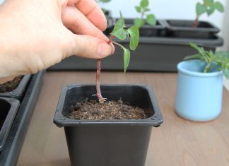 Почему черенки не укореняются и как повысить их приживаемость?