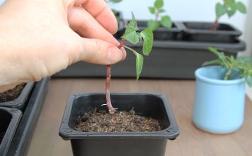 Почему черенки не укореняются и как повысить их приживаемость?