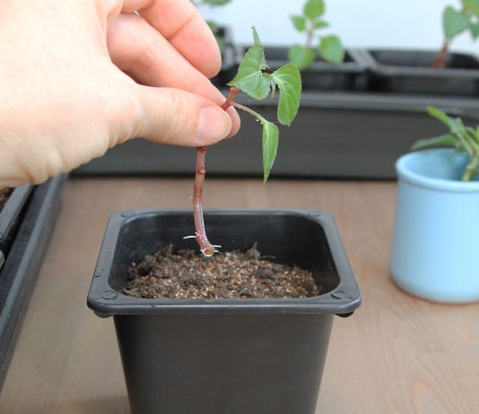 Почему черенки не укореняются и как повысить их приживаемость? - Цветник и ландшафт Почему черенки не укореняются и как повысить их приживаемость?