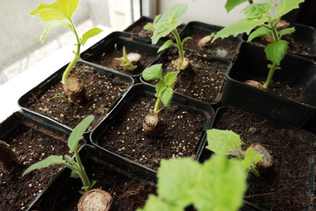 После посадки черенкам нужны тепло, стабильная влажность и рассеянный свет. В комфортных условиях корни формируются быстрее, а молодые побеги трогаются в рост без стресса.