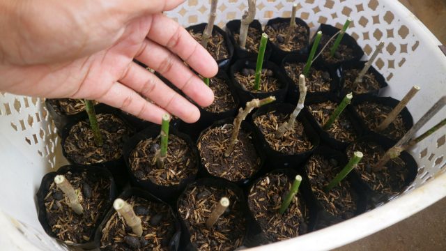 Одревесневшие черенки укореняются дольше и чаще дают сбои. Здесь особенно важны правильная заготовка, стимуляция корнеобразования и стабильные условия без пересушивания и холода.