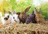 Почему гибнет молодняк кроликов: 8 главных ошибок начинающих