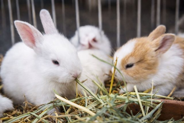 После отсадки крольчат нельзя резко переводить на новый рацион: ЖКТ у них ещё нестабилен. Любую траву, овощи и новый комбикорм вводят постепенно, иначе легко получить вздутие, понос и отказ от еды.