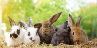Почему гибнет молодняк кроликов: 8 главных ошибок начинающих