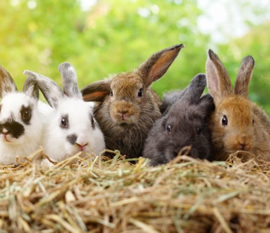 Почему гибнет молодняк кроликов: 8 главных ошибок начинающих
