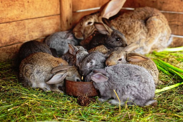 Когда крольчат слишком много в одной клетке, слабые начинают недоедать и отставать в росте. Скученность повышает стресс, риск драк, инфекций и делает падёж гораздо вероятнее.