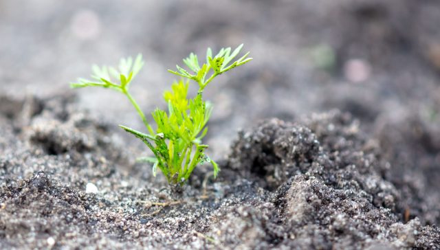 Редкие, слабые всходы моркови — типичная картина, когда семена долго лежали в сухом верхнем слое. Они не погибают, но “замирают”, и вместо дружных рядков появляются единичные ростки в случайных местах.